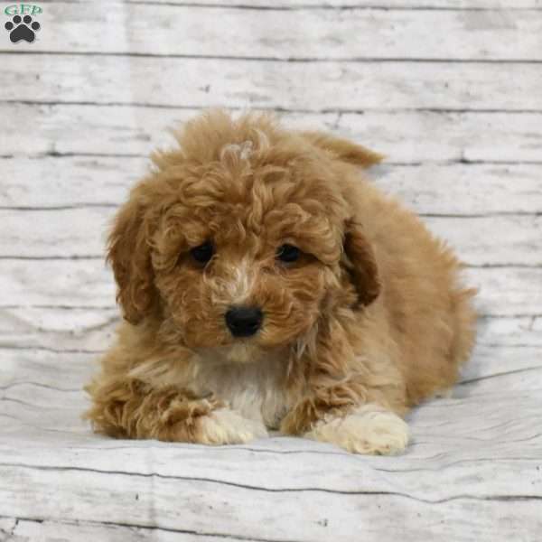 Serena, Mini Goldendoodle Puppy